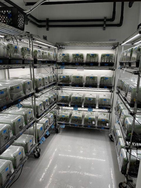 Cannabis Cultivation and Winery